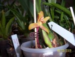 Maxillaria rufescens_a.JPG