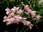 orchideje 2306.jpg