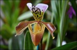 Paphiopedilum.jpg