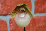 Paphiopedilum.jpg