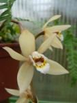 Coelogyne flaccida.jpg