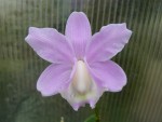 Cattleya loddigesii.jpg