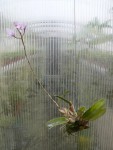 Laelia rubescens2.jpg