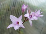 Laelia rubescens1.jpg