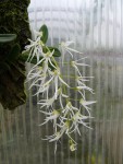 Dendrobium linguiforme2.jpg