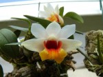 Dendrobium bellatulum2.JPG