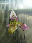 Paphiopedilum acmodontum3.jpg