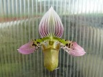 Paphiopedilum acmodontum1.jpg