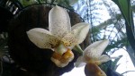 Stanhopea embreei 1.JPG