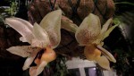 Stanhopea embreei 3.JPG