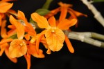 Dendrobium Stardust Firebird_a_resize.jpg