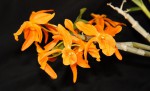 Dendrobium Stardust Firebird_b_resize.jpg