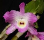 Dendrobium Yamamoto probably_resize.jpg