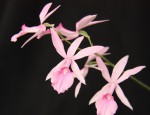 Calanthe rosea resize.jpg