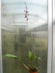 Oeceoclades saundersiana-rostlina.jpg