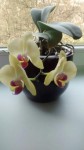 orchid mala.jpg