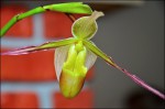 Phargmipedium.jpg