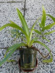 Phragmipedium kovachii3.jpg