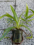 Phragmipedium kovachii3.jpg