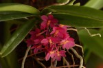 Ascocentrum ampullaceum.jpg