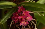 Ascocentrum ampullaceum.jpg