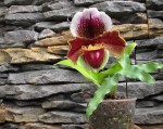 Paph.1.jpg