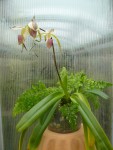 Paphiopedilum stonei-rostlina2.jpg