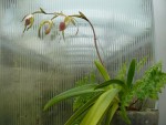 Paphiopedilum stonei-rostlina4.jpg