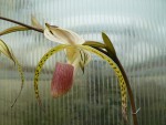 Paphiopedilum stonei1.jpg