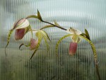 Paphiopedilum stonei3.jpg