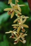 0773_Coelogyne  tomentosa.jpg