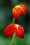 0768_Masdevallia ignea.jpg