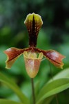 0771_Paphiopedilum boxalii.jpg