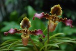 0769_Paphiopedilum hirsutissimum.jpg