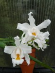 Coelogyne cristata.jpg