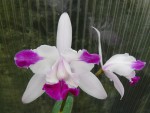 Cattleya intermedia var. flamea.jpg