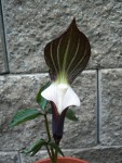 Arisaema sikokianum1.jpg