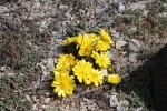 Adonis vernalis.JPG