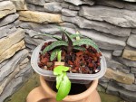 Paphiopedilum armeniacum,.jpg
