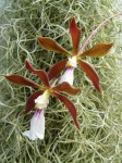 Encyclia pyriformis1.jpg