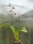 Oncidium hastilabium1.jpg