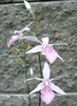 Calanthe rosea.jpg