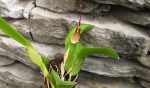 Restrepia guttulata.jpg