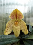 Paph. concolor var. striatum1.jpg