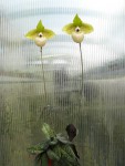 Paph. malipoense.jpg