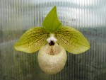 Paph. malipoense1.jpg