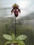 Paph. curtisii.jpg