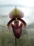 Paph. curtisii1.jpg