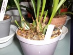 maxillaria.jpg