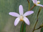 Laelia reginae1.jpg